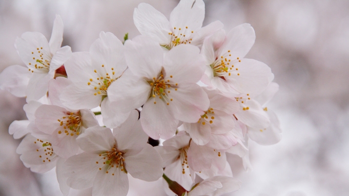 【お花見】春はやっぱりコレ！庄川峡に咲くさくらにほっこり♪お酒サービス付き！